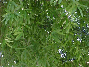 Willow oak leaves
